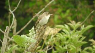 Blyths Reed Warbler [upl. by Berardo913]