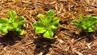 How to Regrow Romaine Lettuce from Scraps Vegetable Gardening 101 CiCi Li  Asian Home Cooking [upl. by Ciardap]