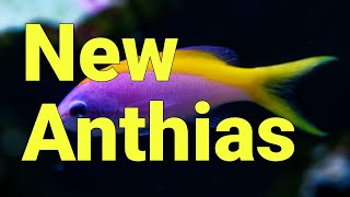 Pyronotanthias A whole new genus of Anthias [upl. by Ulphiah742]