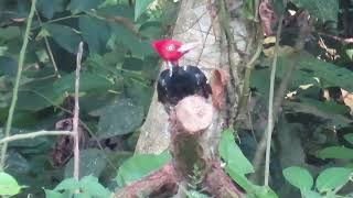 Pale billed Woodpecker [upl. by Shafer643]