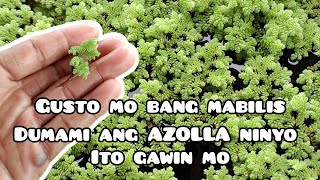 PAANO PARAMIHIN NG MABILIS ANG AZOLLA  ITO ANG GAGAWIN MO  AZOLLA FARMING [upl. by Enelyt31]