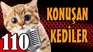 Konuşan Kediler 110  En Komik Kedi Videoları  Pati TV [upl. by Eimor]