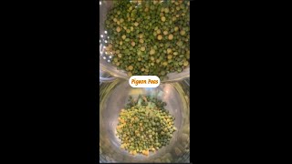 The Results of the Unexpected Harvest Pigeon Peas [upl. by Eerhs307]