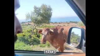 smart cow gives direction to Bolonia [upl. by Mirisola]