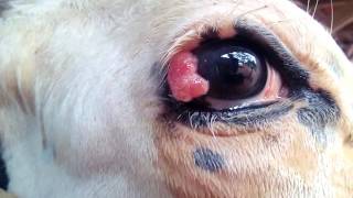 Squamous Cell Carcinoma SQCC in HF Cow [upl. by Aissela]