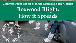 Boxwood Blight How it Spreads [upl. by Kallista93]