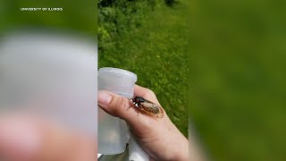 LIVE Some Illinois cicadas have emerged check out our CicadaCam [upl. by Odraner289]