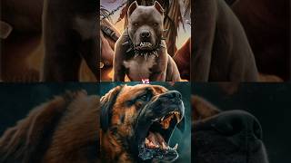 BOERBOEL VS PITBULL MORE MUSCULAR [upl. by Ayanal]