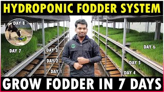 Hydroponic Fodder System  Easiest Method to Grow Hydroponic Fodder at Home  Green Fodder Farming [upl. by Skerl]