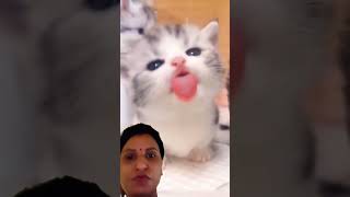 cute cating catlover🐱🧐Indiacatshotsfeedcaty viralvid [upl. by Chloras]