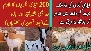 Goat Farming Business In Pakistan  Teddy goat Farm  Business plan  HB Business TV [upl. by Jenei]