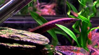 10 Gallon  Halfbanded Spiny Eel 2 [upl. by Koosis538]