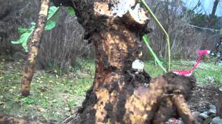 Horseradish dug from garden and replanted [upl. by Cheston]