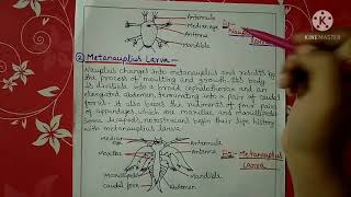 Larval forms of crustaceans  Bsc  Hindi [upl. by Terrag]