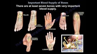 Important Blood Supply of Bones Animation  Everything You Need to Know  Dr Nabil Ebraheim MD [upl. by Ulland]