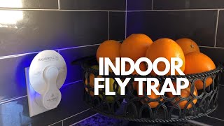 Fly Trap Indoor [upl. by Lilas]