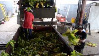 Tobacco Farming in Eastern North Carolina Documentary [upl. by Opal]