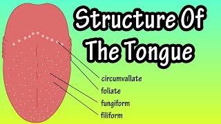 Structure Of The Tongue  Functions Of The Tongue  What Are Taste Buds [upl. by Leihcey681]