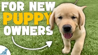 The First 7 Things You NEED To Teach Your Puppy [upl. by Hafeetal]