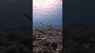 The BOSS  Grey Reef Shark 🦈 tubbataha 투바타하 scubadiving 푸에르토프린세사 palawan [upl. by Nesral]