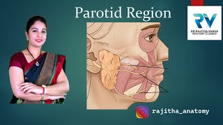 Parotid Region  Parotid Gland Anatomy  NEET PG  NEXTFELLOW APP  FMGE  USMLE  MBBS  BDS [upl. by Patience]