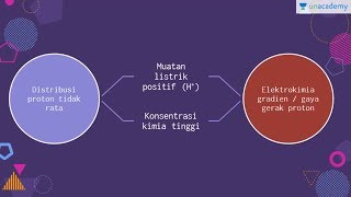 Kemiosmosis Biologi  SBMPTN UN SMA [upl. by Ebert]