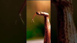 quotMOST devastating SNAKES Tropical FORESTSquot Part 3 snake reptiles wildlife [upl. by Cornie]