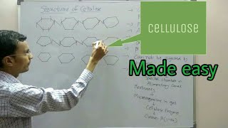 Polysaccharides structure  Cellulose [upl. by Harshman]