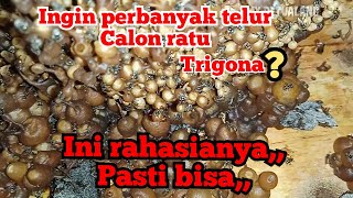 Ingin telur calon ratu trigona yang banyak ini RAHASIA nya bisa di coba [upl. by Chimene]