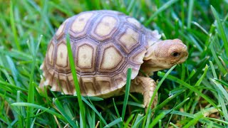 Built MY TORTOISE HIS DREAM HOME PART 1 [upl. by Georgeta170]