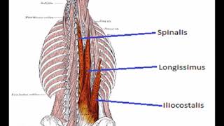 Two Minutes of Anatomy Erector Spinae AKA Paraspinals [upl. by Gabriele]