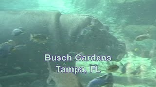 Hippo Pooping Hippo Poop Sprinkler on Baby Hippo Swimming  Funny Fart Sounds  BUSCH GARDENS [upl. by Yule]