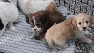 Charming Cavachon Puppies SD 480p [upl. by Launam]