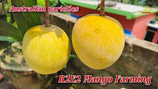 R2E2 Mango Farming Australian varieties Original plant available 9734307077 [upl. by Perr]