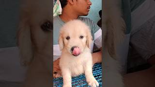 Very cute puppy at very low priceGaliff Street pet marketKolkatarecent dog priceIndia [upl. by Elihu]