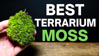 The BEST Moss For Terrariums Top 3 [upl. by Calli]