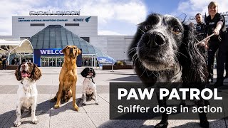 PAW PATROL Introducing ExCeLs new sniffer dog team [upl. by Qidas]