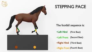 The horse STEPPING PACE gait explained [upl. by Nnylarac]