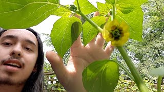 How to grow Tomatillos Physalis ixocarpa syn Physalis philadelphica  Miltomates [upl. by Avon686]