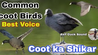 Coot birds hunting voice Top world sound  Coot ka Shikar  All birds call sounds  Coot birds video [upl. by Jaquelin]