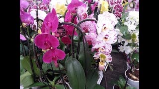 5 greseli de intretinere la orhideea PHALAENOPSIS [upl. by Nodearb]