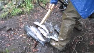 Dip Net Fishing Salmon Run Russian River Alaska [upl. by Scarito]