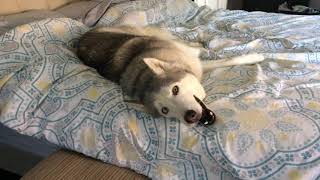 Stubborn Husky Wont Get Out of Bed [upl. by Nortyad246]