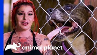 Playful Loveable Pit Bull Coco Yields Zero Adoption Applications  Pit Bulls amp Parolees [upl. by Avrom568]