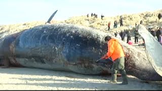 Whale explodes in mans face  February 2014 [upl. by Joshua]