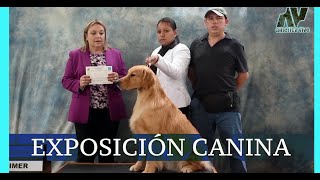 EXPOSICIONES CANINAS ¿Qué son ¿De qué se tratan [upl. by Ihcekn892]