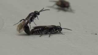 Queen Ant Mating  Wasp Mating [upl. by Atiuqrahc]