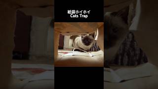 紙袋ホイホイ🐱  Cats Trap  shorts cat [upl. by Lorilee]