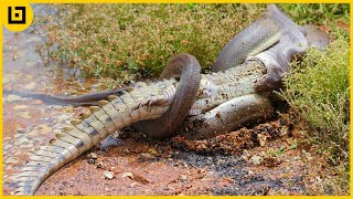 Top 15 Moments When Huge Snakes Eat Their Prey That Will Make You Cringe [upl. by Nahn]