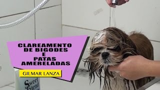 Clareamento de bigodes e patas amareladas [upl. by Gass]